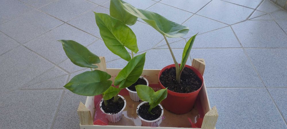 planta Alocácia orelha de elefante
