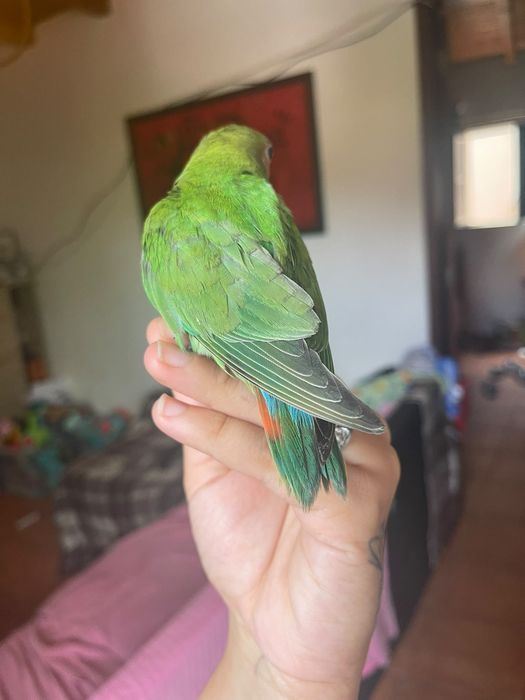 Agapornis criado a mão