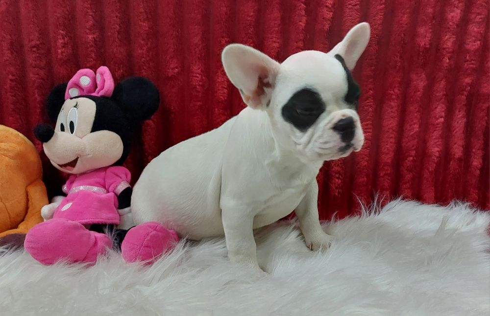 Bulldog francês menina