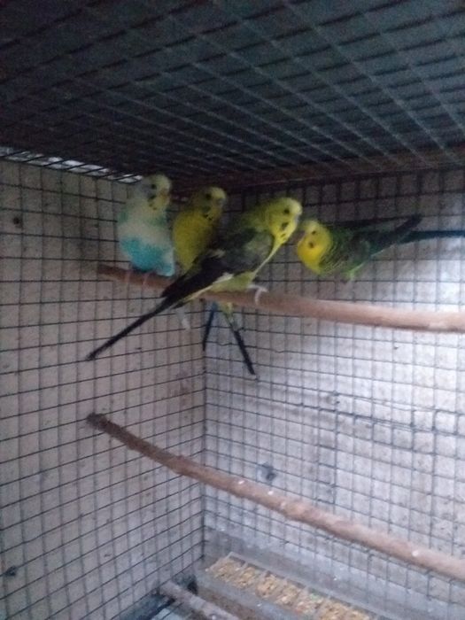 Piriquitos asa negra