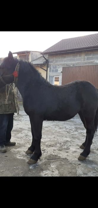 Sprzedam źrebicę zimnokrwistą