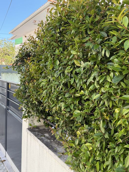 Eugenia myrtifolia - particular - superior a 1metro