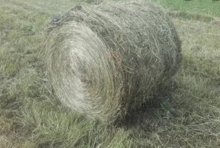 Siano,słoma pszenna i owsiana w kostkach, króliki