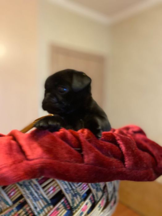 Мопсятка дівчатка