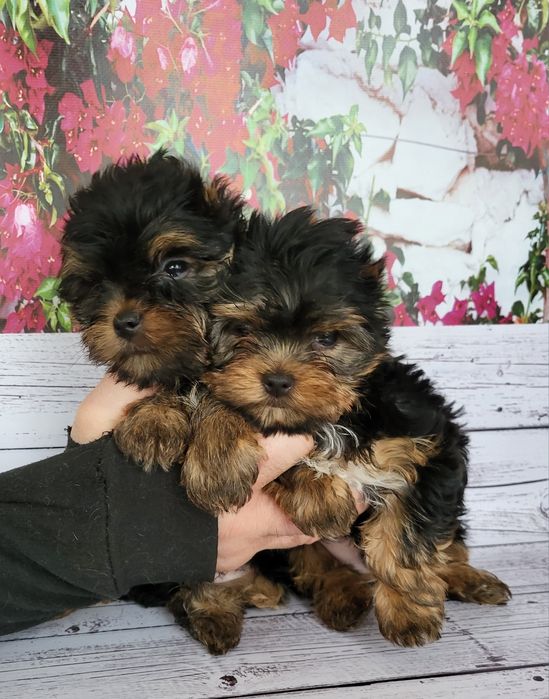 Йоркширский мини красивые щеночки