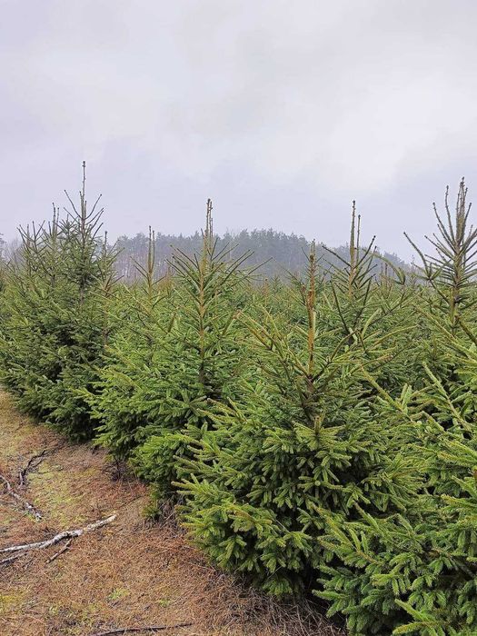 5 letnia plantacja choinek