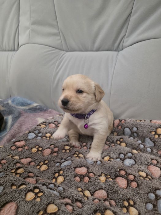 Pieski do adopcji
