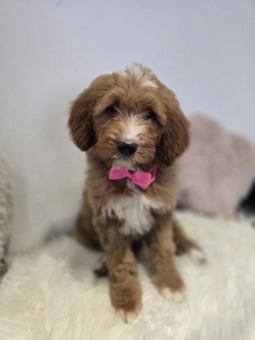 Goldendoodle f1 standard