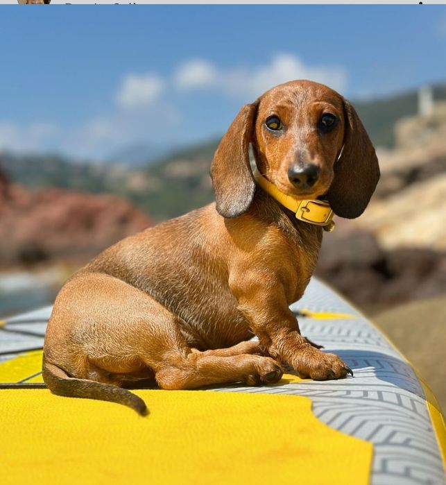 Руді і чорнопідпалий таксята.