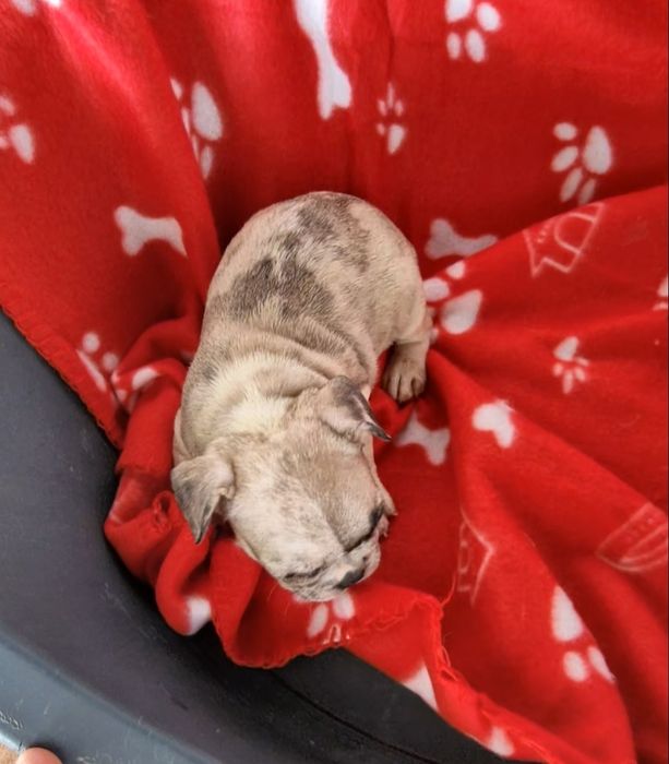 Menino bulldog merle