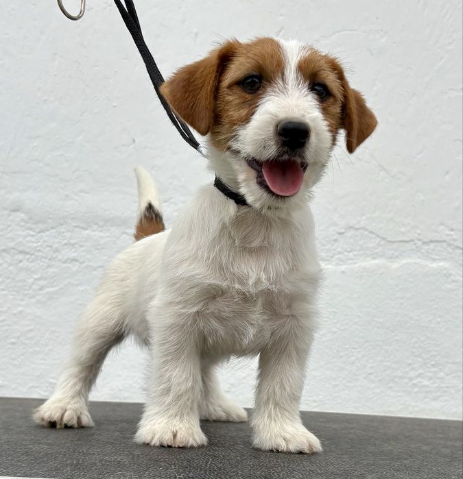 Jack Russell Terrier Broken c/Pedigree e Afixo de criador