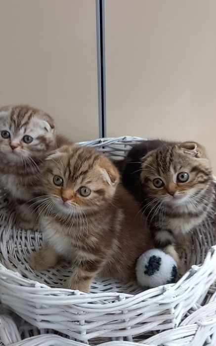 Шотландські кошенята мраморята