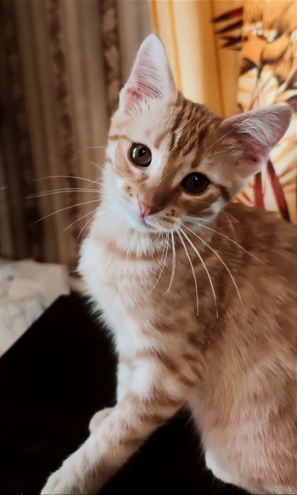Віддам _ кошеня _ коти _ арпі