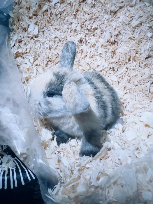 Vendo coelhos orelhudos Holland Lop muito dóceis e saudáveis