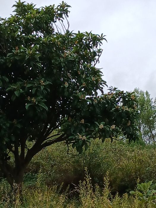 figueira e nespereira