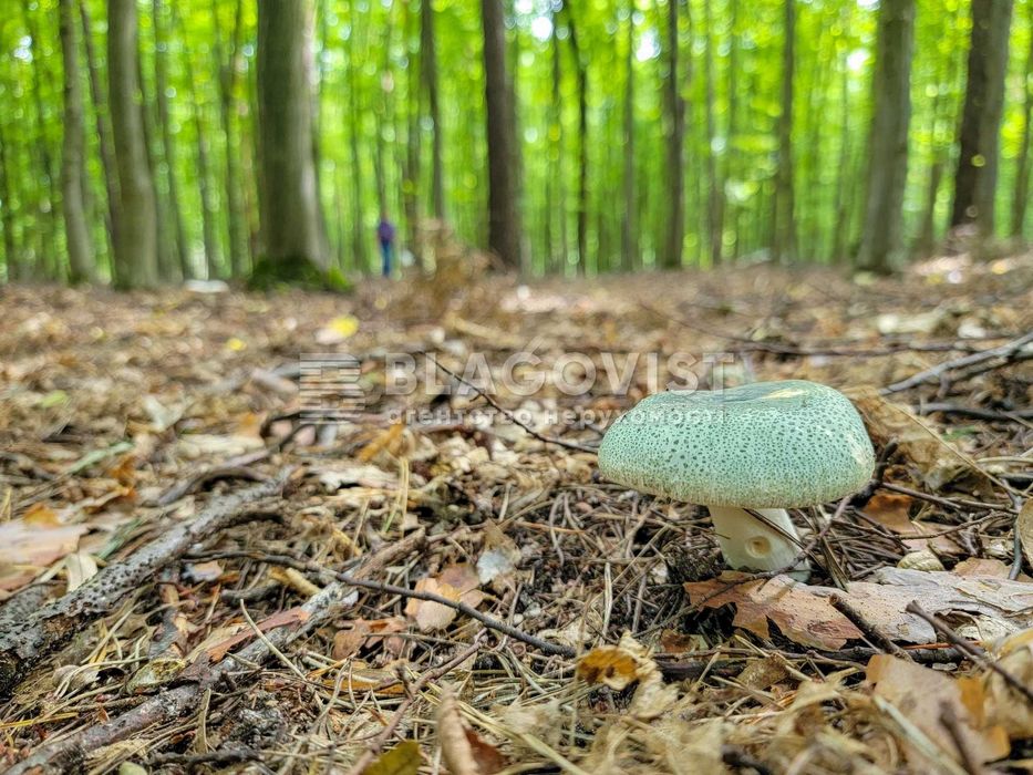 Продаж Будинок Богуслав Рось біля води