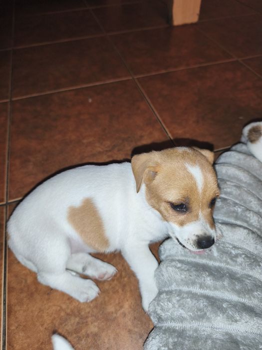 Jack Russell Terrier