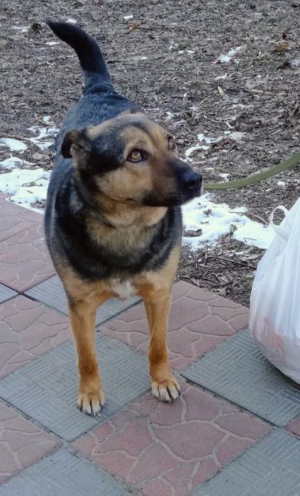 Пропав  собака, Вєня