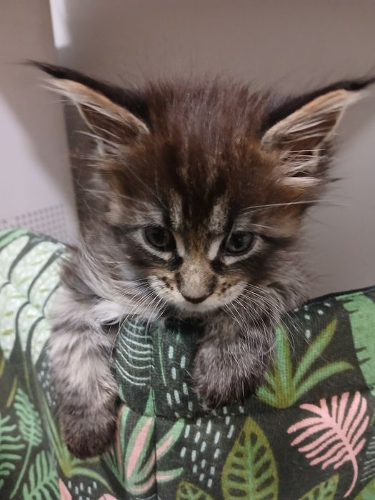 Kocurek Maine Coon do rezerwacji