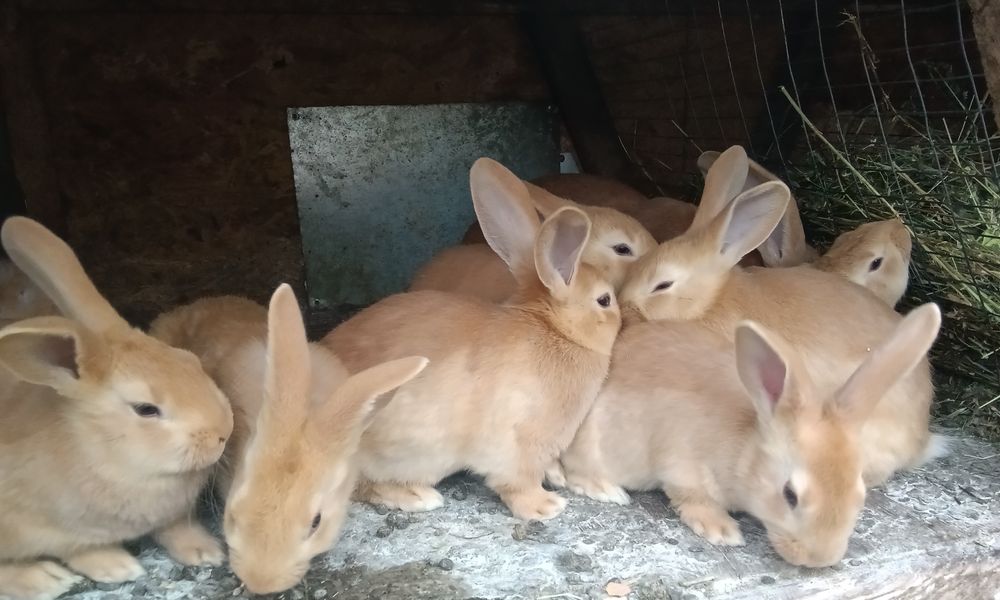 Кролики породи Бурундія, вік 2 місяці, провакциновані Гем 2