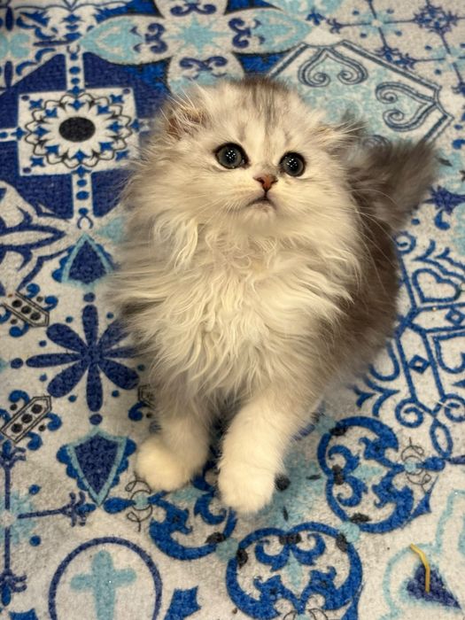 Femea scottish fold pedegree WCF