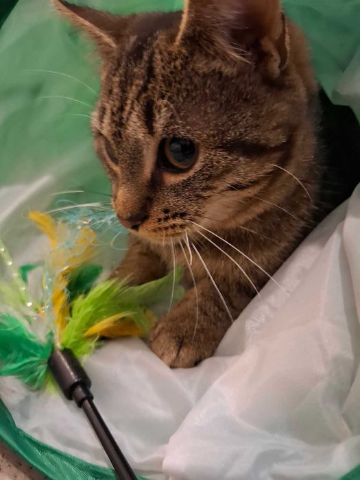 Żywiołowy Kardamon czeka na dom w częstochowskim schronisku