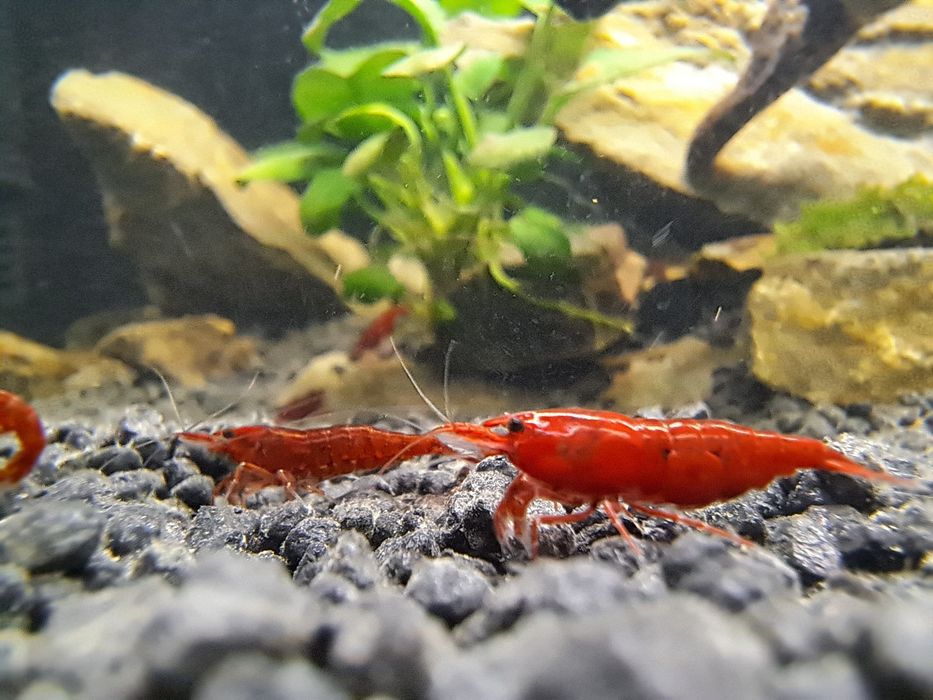 Krewetki Blood mary High Grade