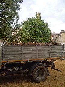 Продам дрова акация