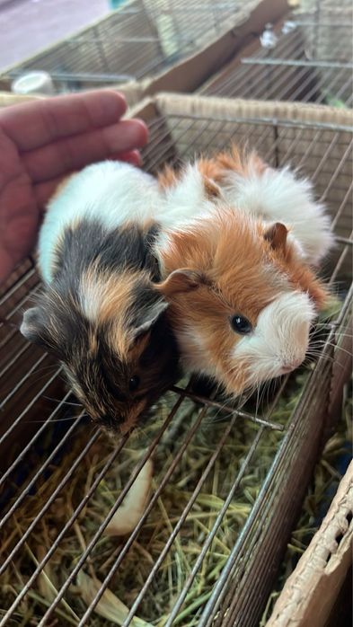 Свинка (розетка, гладкая)