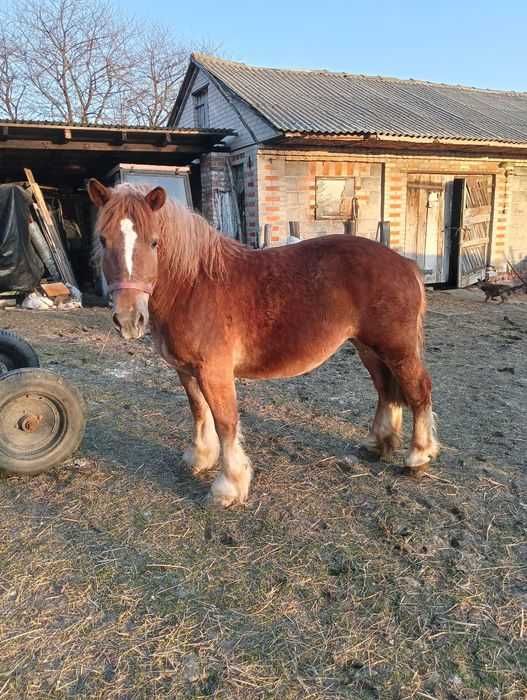 Klacz zimnokrwista spokojna
