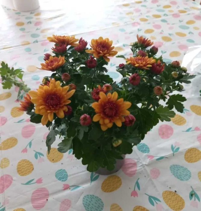 Crisântemo rosa e laranja