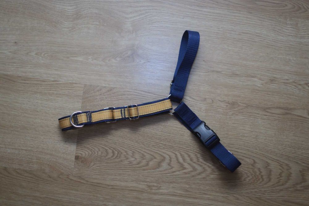 Szelki, smycz, obroża