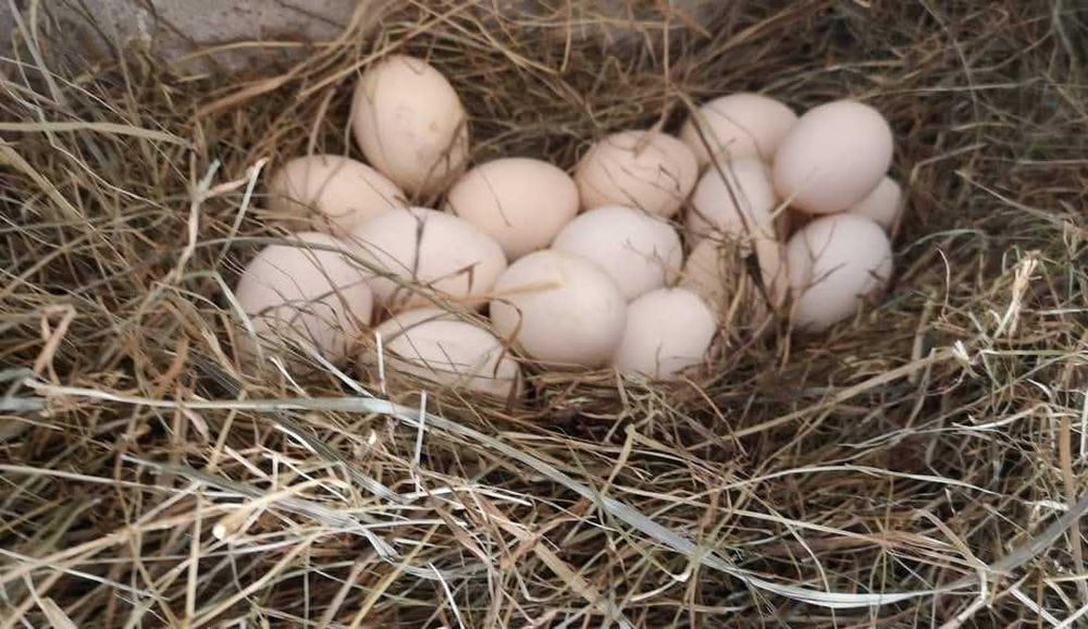 Jaja jajka zielononóżki