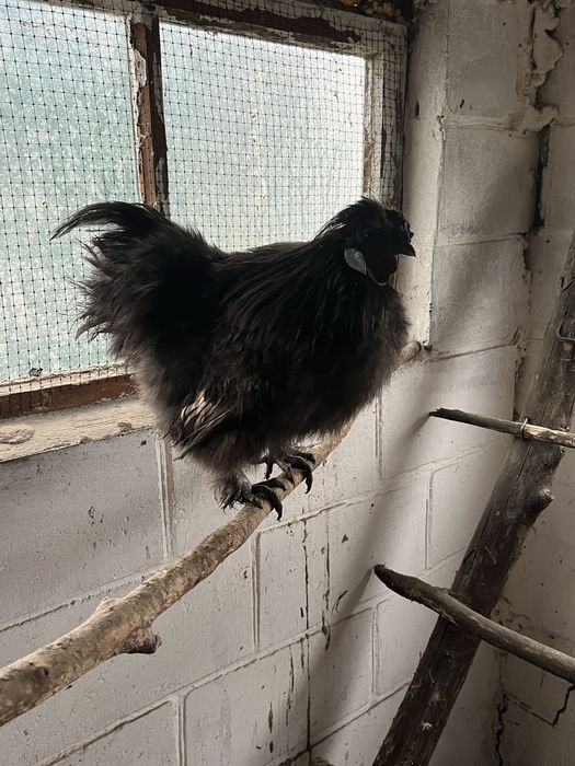 Продам шовкових курей