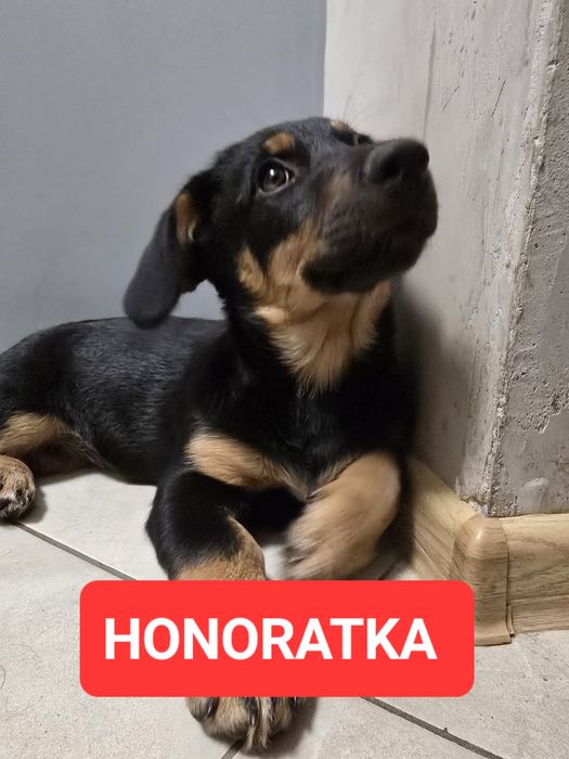 Trzymiesięczna Honoratka do adopcji!