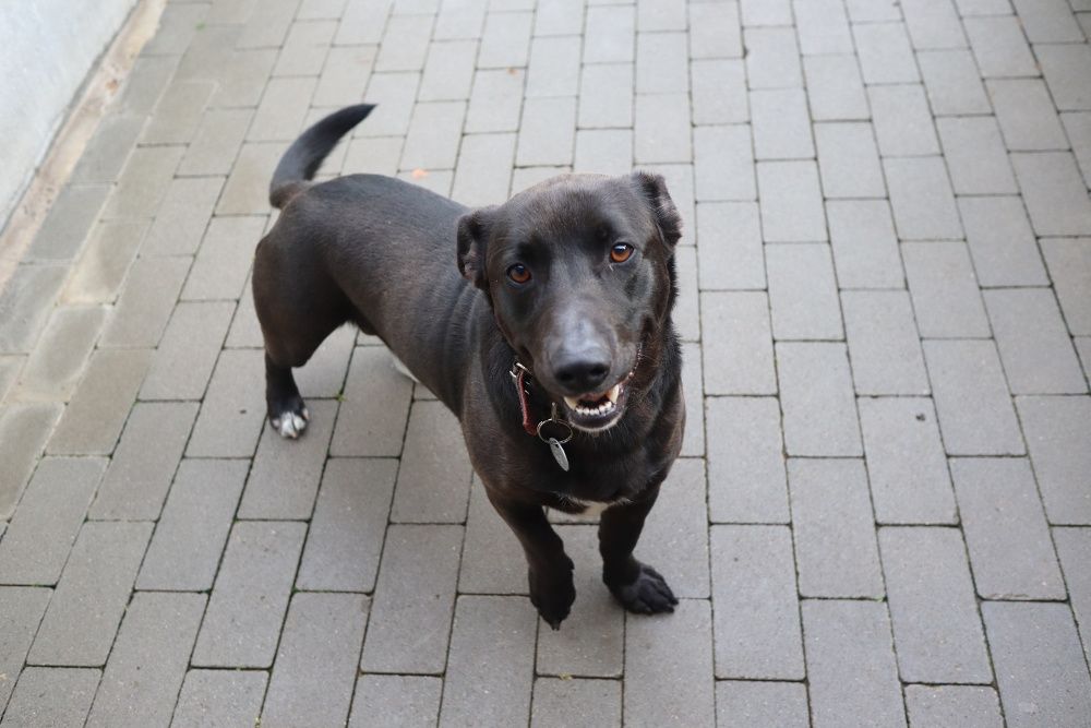 Rabuś czeka na dom...