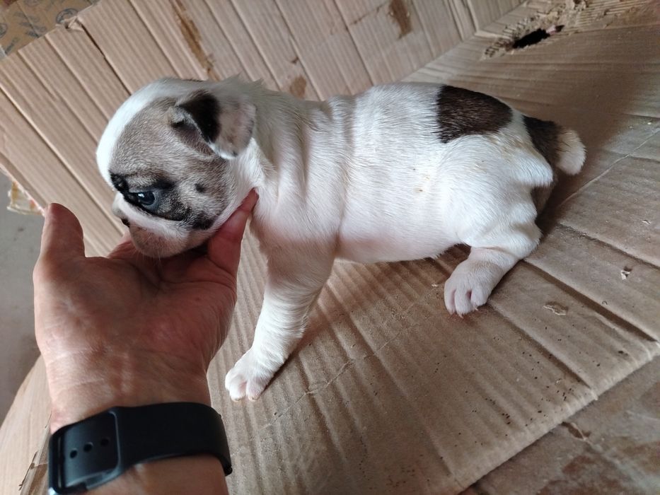 Lindíssima buldogue francês
