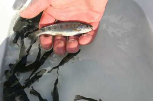 ZARYBIANIE 2026 - Zapisy na ryby do stawów