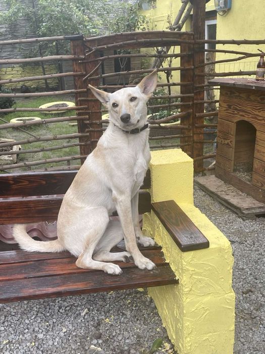 В хорошие руки днвчонку