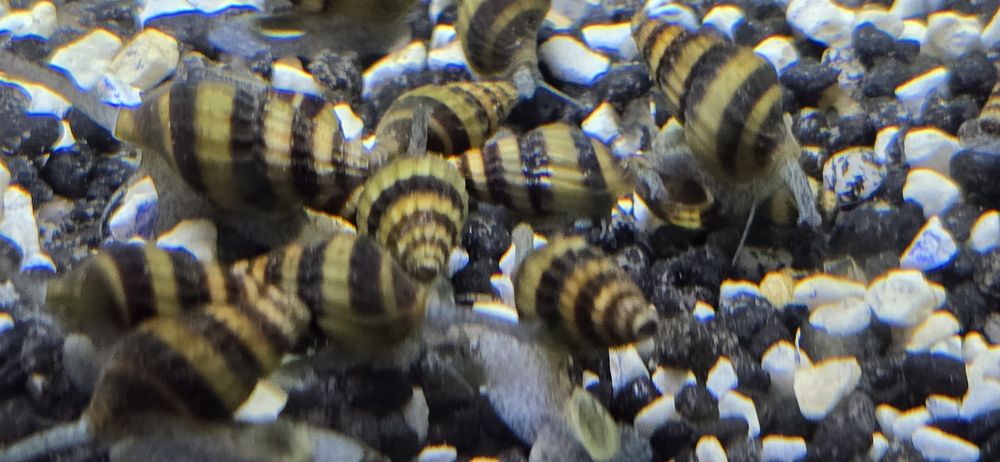 Sprzedam ślimaki Helenki