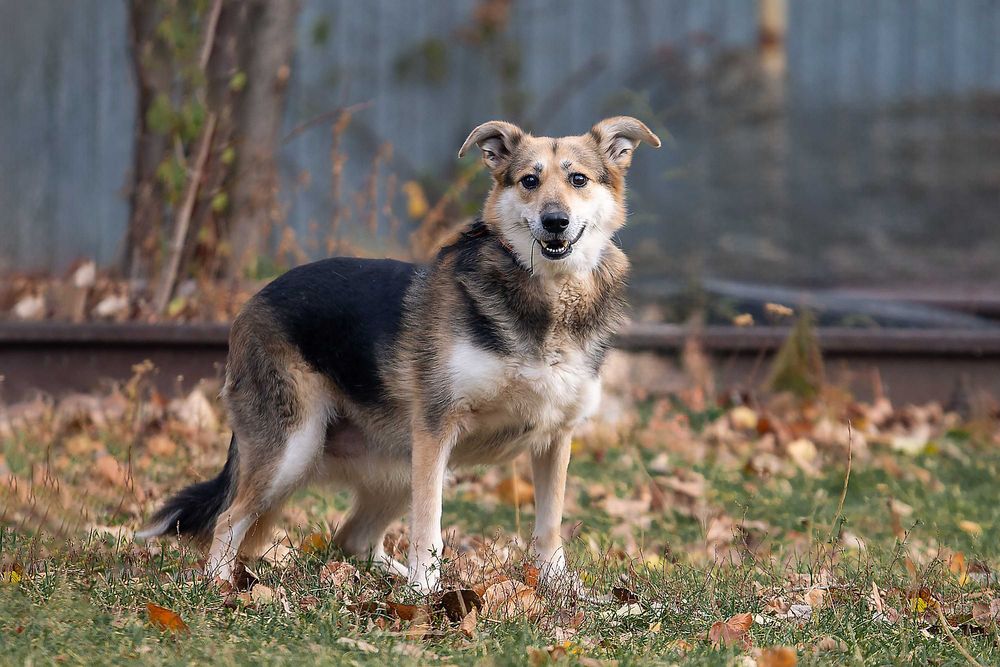 Віддам в добрі руки милу, ніжну собаку Сейді.