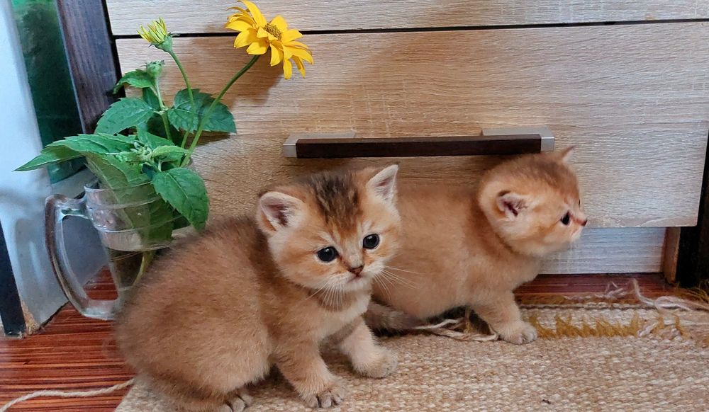 Вязка. Кот Золота шиншилла