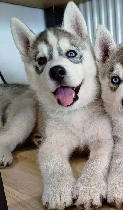 Piesek z heterochromią Siberian Husky  szczeniak zkwp fci
