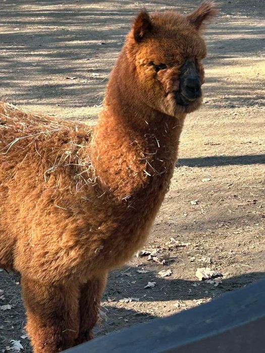 Aplaki 2 Samice i Samiec