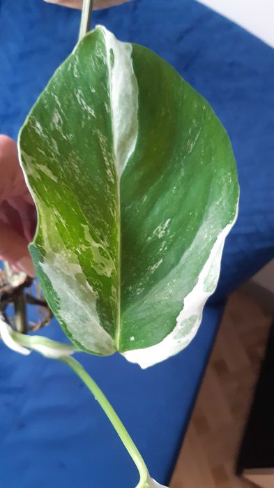 Monstera variegata ukorzeniona pędowka