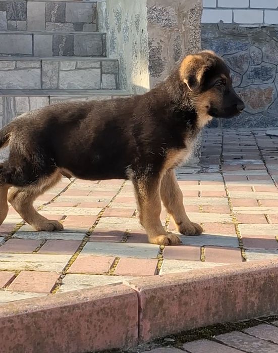 Німецька Вівчарка