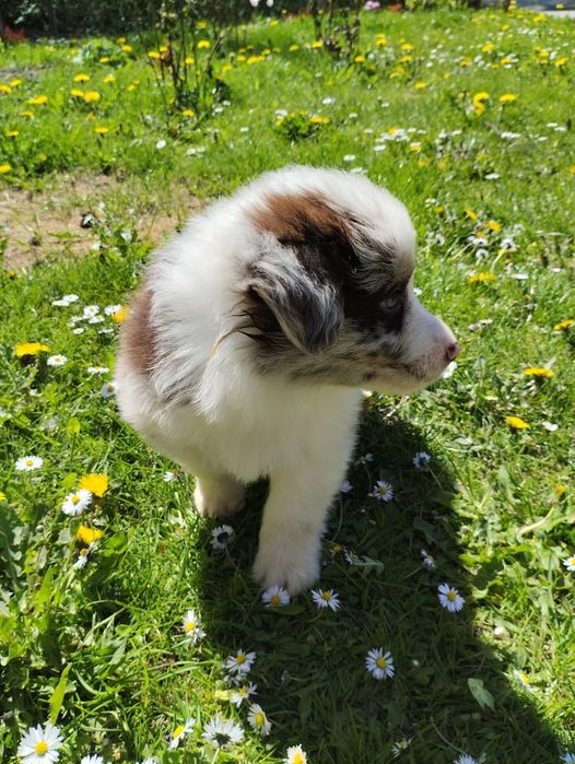 Border Collie piesek