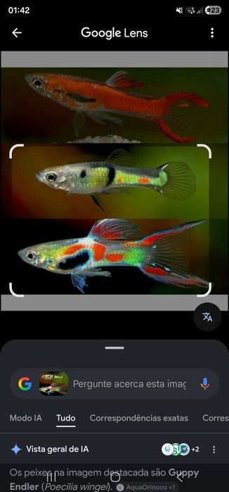 Guppy endler macho