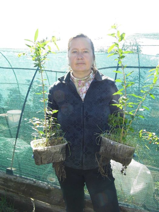 Саджанці граната  Гюлоша