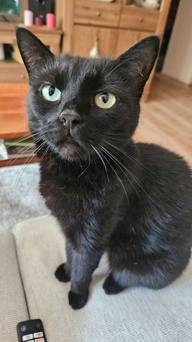 Szukam domu, do adopcji